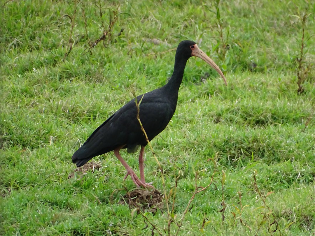 Bare-faced Ibis - ML647325006