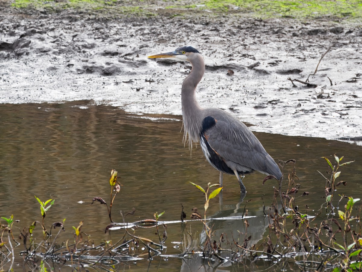 オオアオサギ - ML647325007