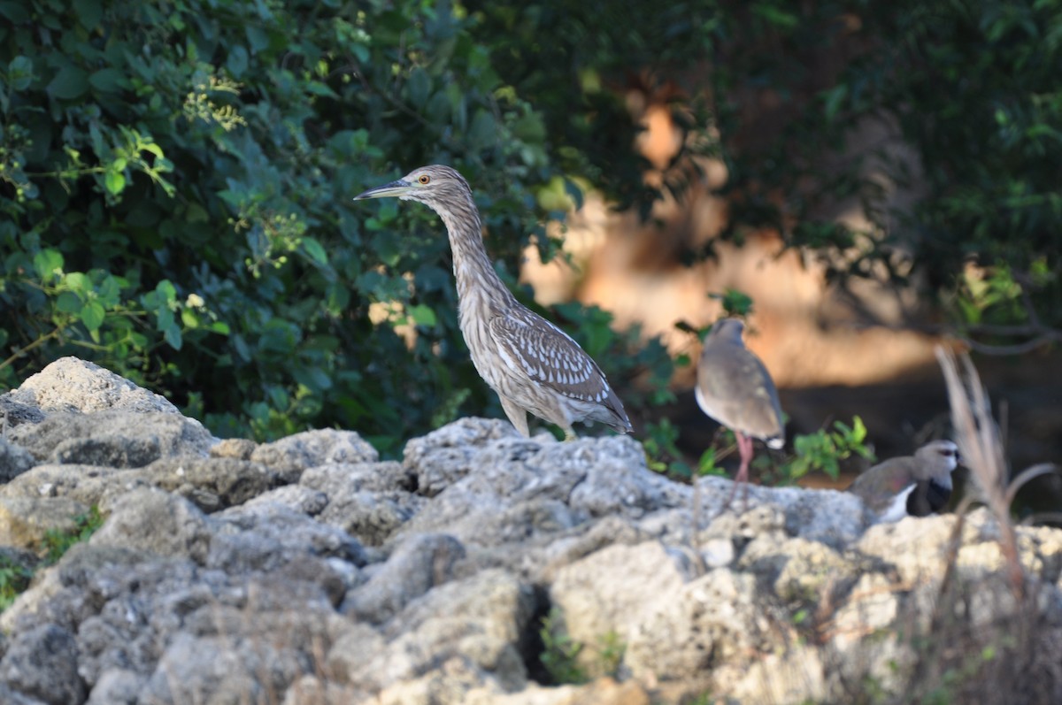 Black-crowned Night Heron - ML647325018