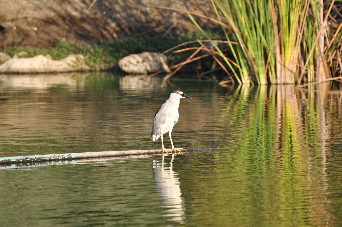 Black-crowned Night Heron - ML647325019