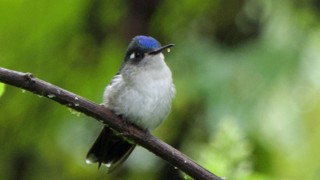 Violet-headed Hummingbird - ML647325028