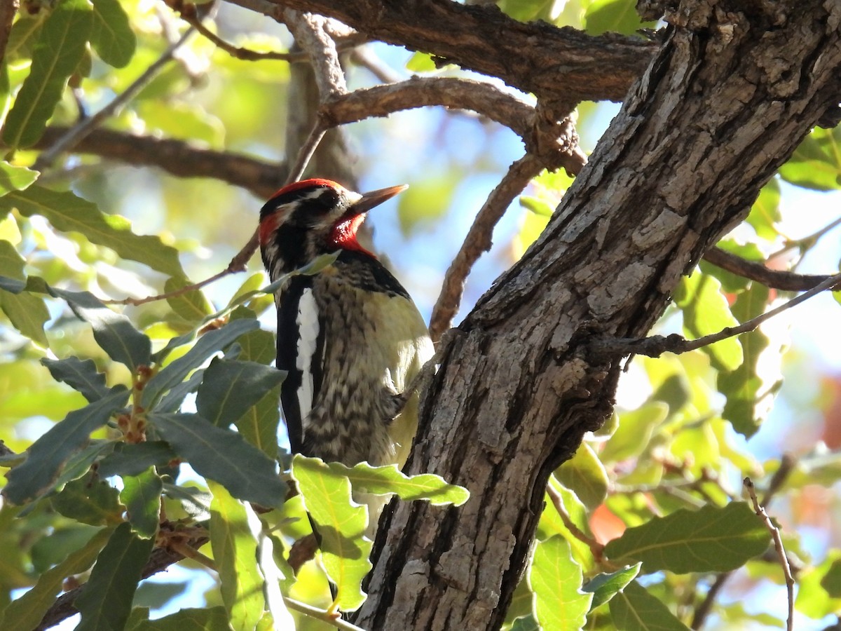 Red-naped Sapsucker - ML647325031