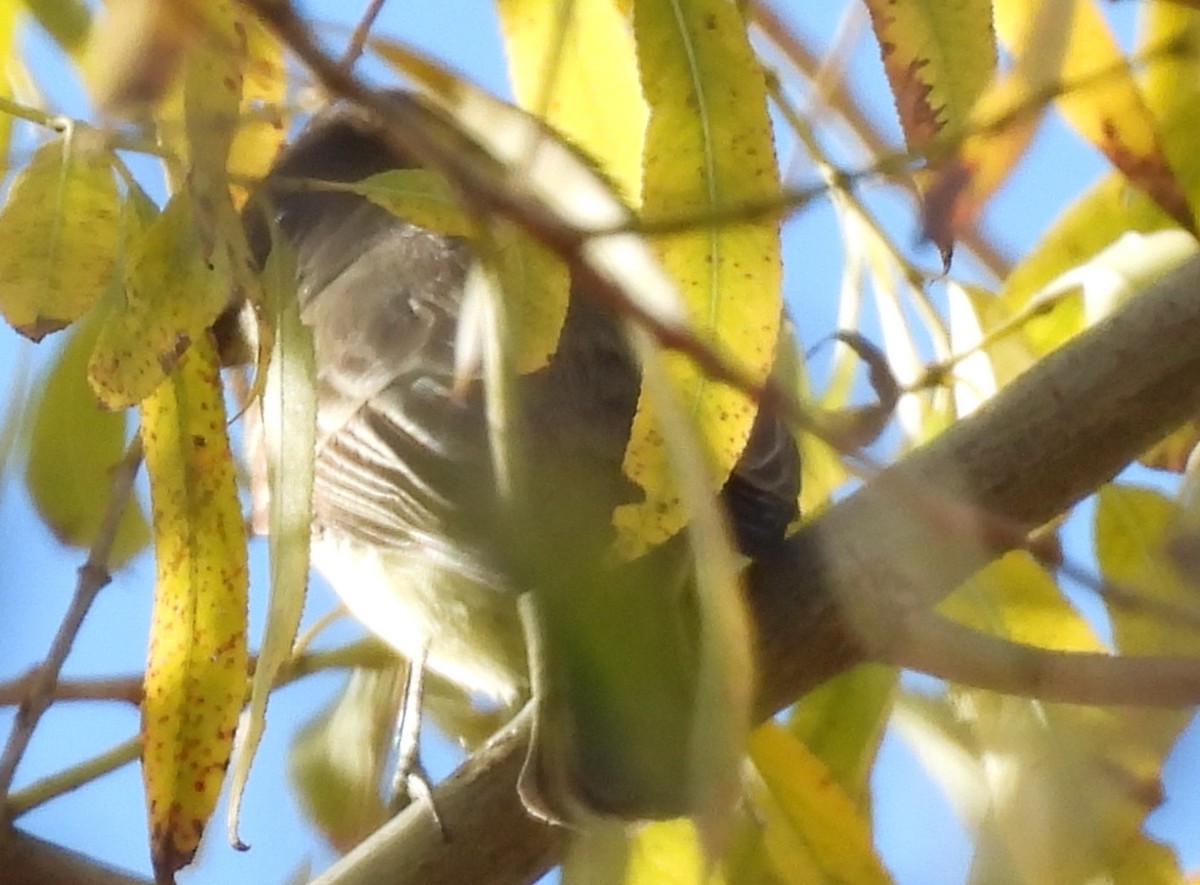 tyranovec domácí - ML647325036