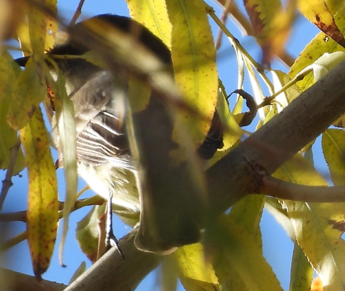 tyranovec domácí - ML647325037