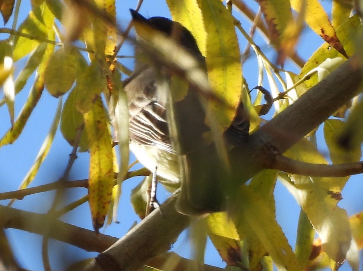 tyranovec domácí - ML647325038