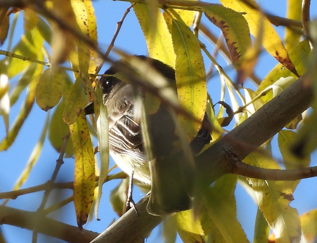 tyranovec domácí - ML647325039