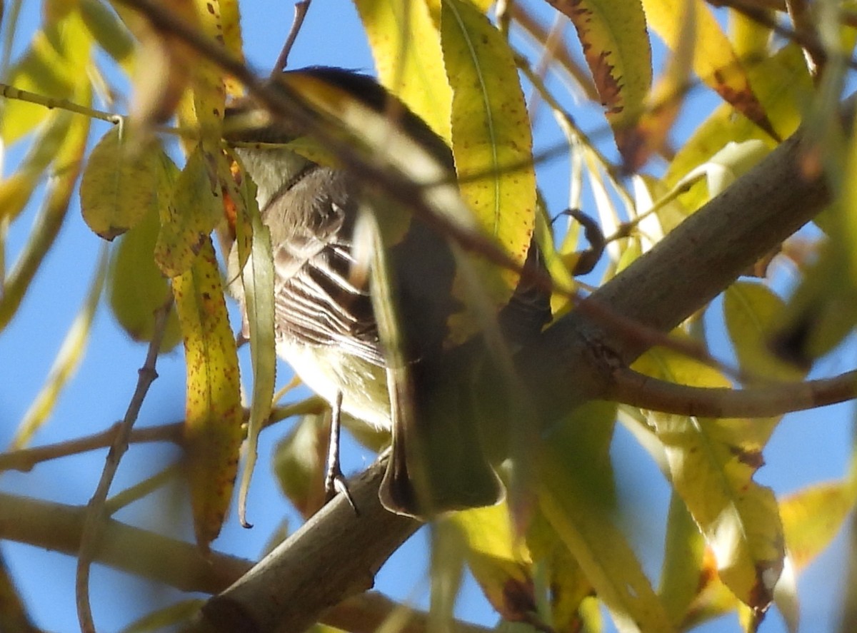 tyranovec domácí - ML647325040