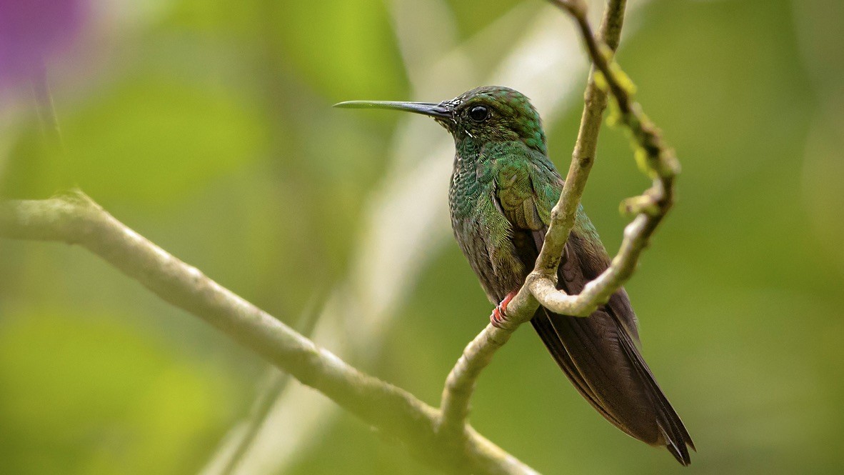 Bronze-tailed Plumeleteer - ML647325044