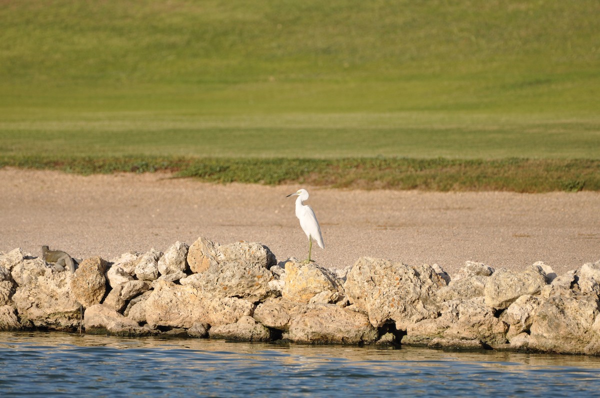 Reddish Egret - ML647325047