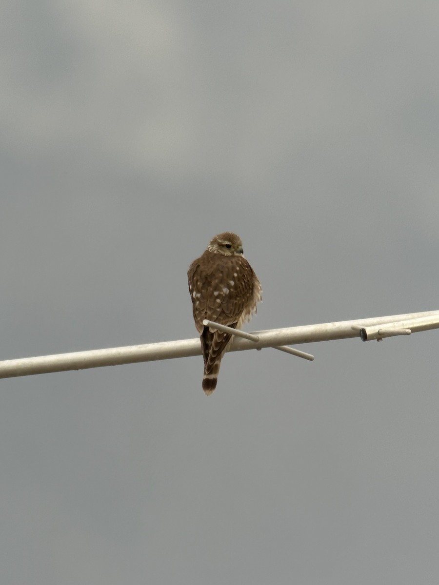 Merlin (Prairie) - ML647325048