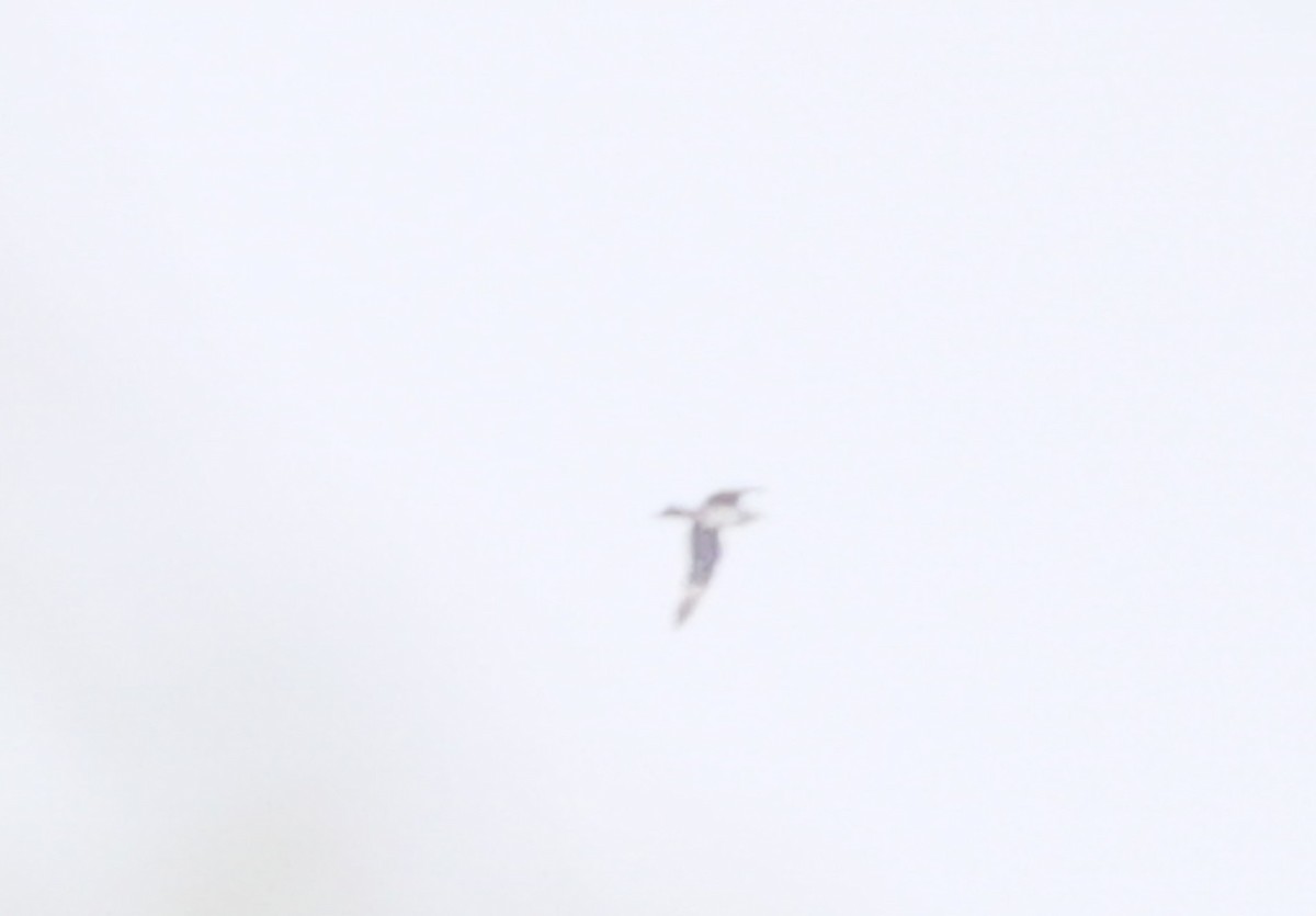 Parasitic Jaeger - ML647325050