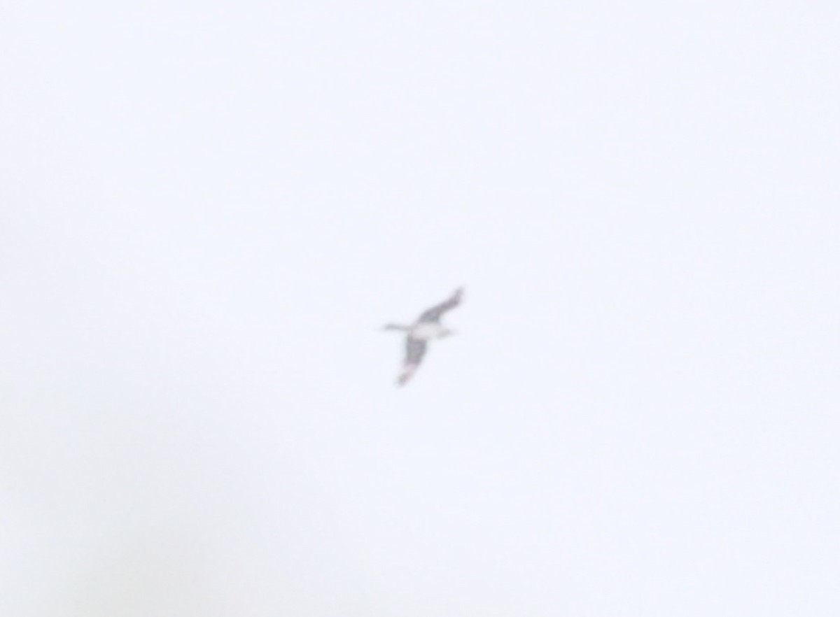 Parasitic Jaeger - ML647325051