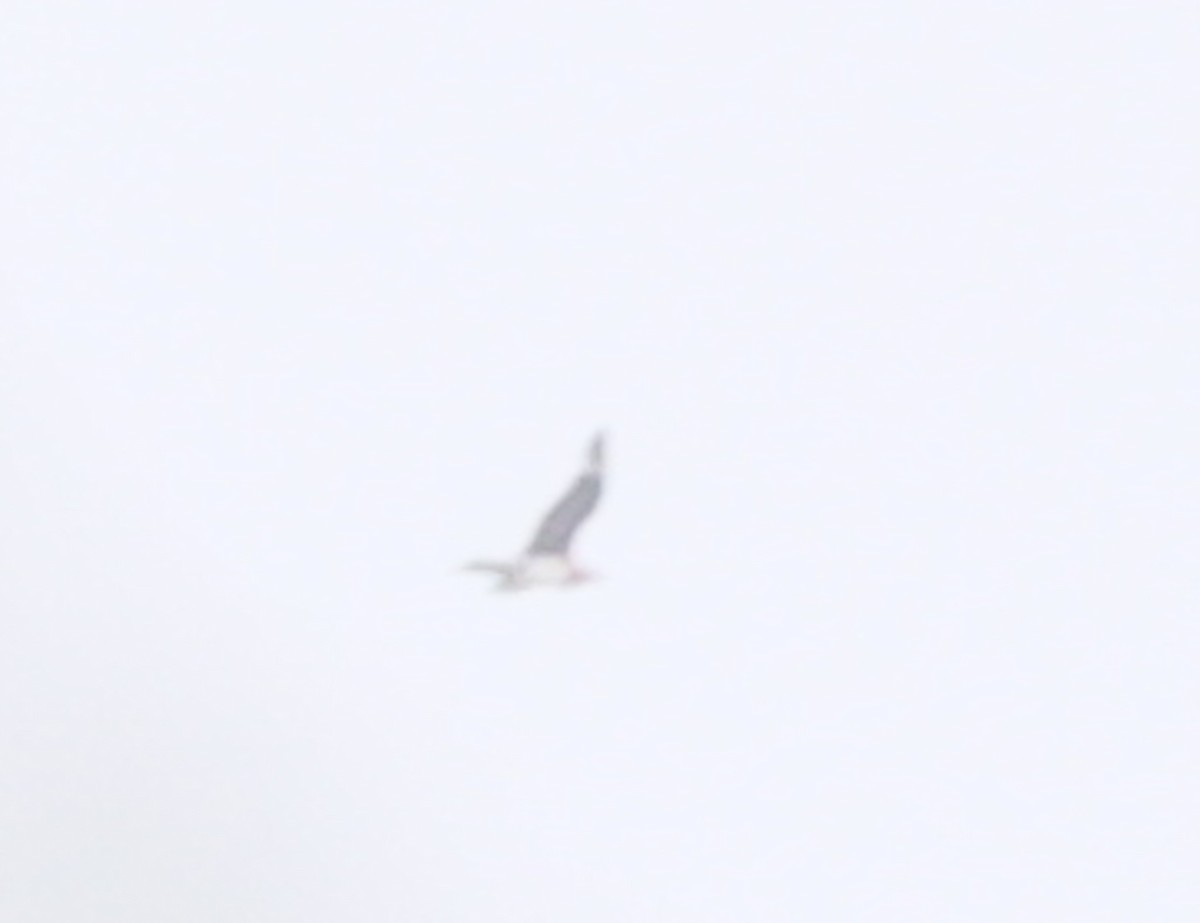 Parasitic Jaeger - ML647325052