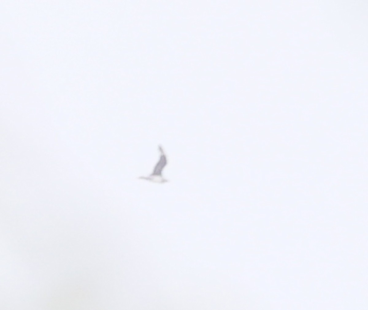 Parasitic Jaeger - ML647325053