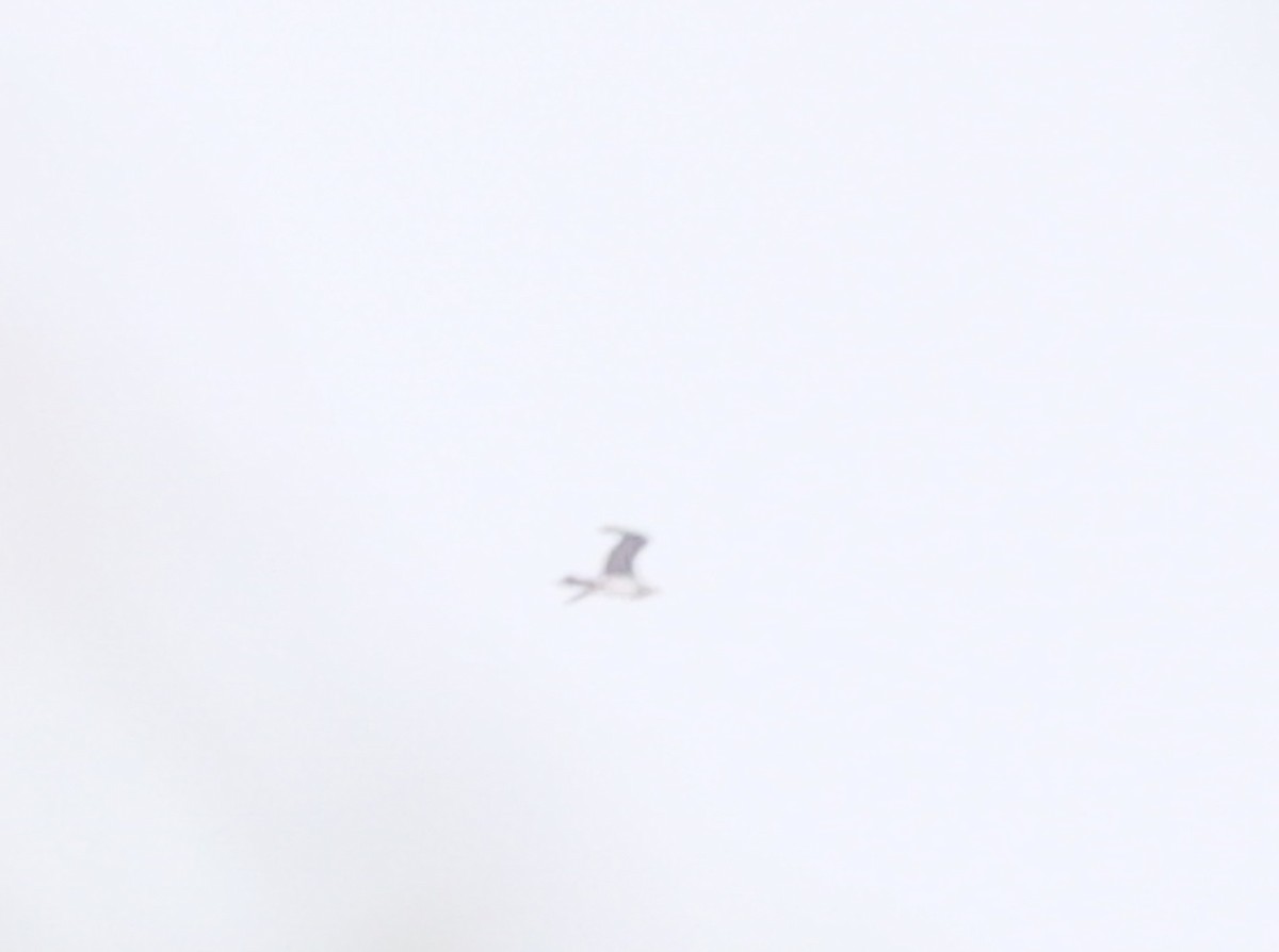 Parasitic Jaeger - ML647325054