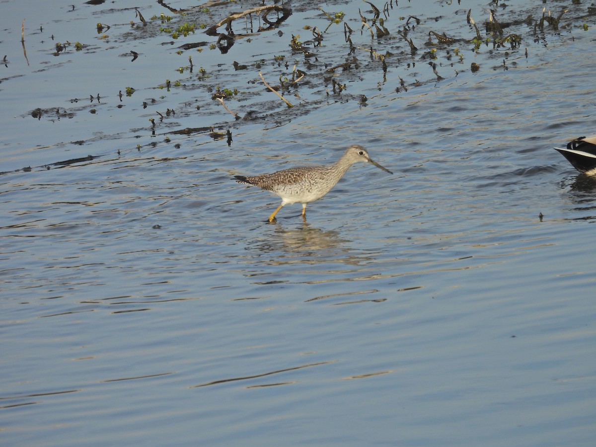 Greater Yellowlegs - ML647325063