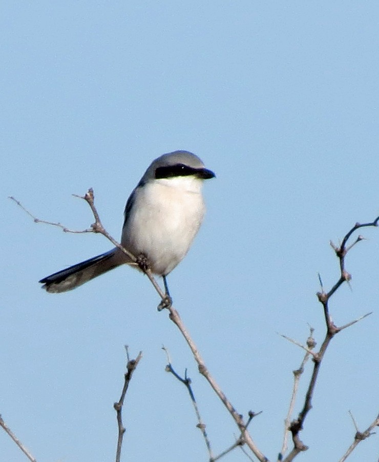 Loggerhead Shrike - ML647325067