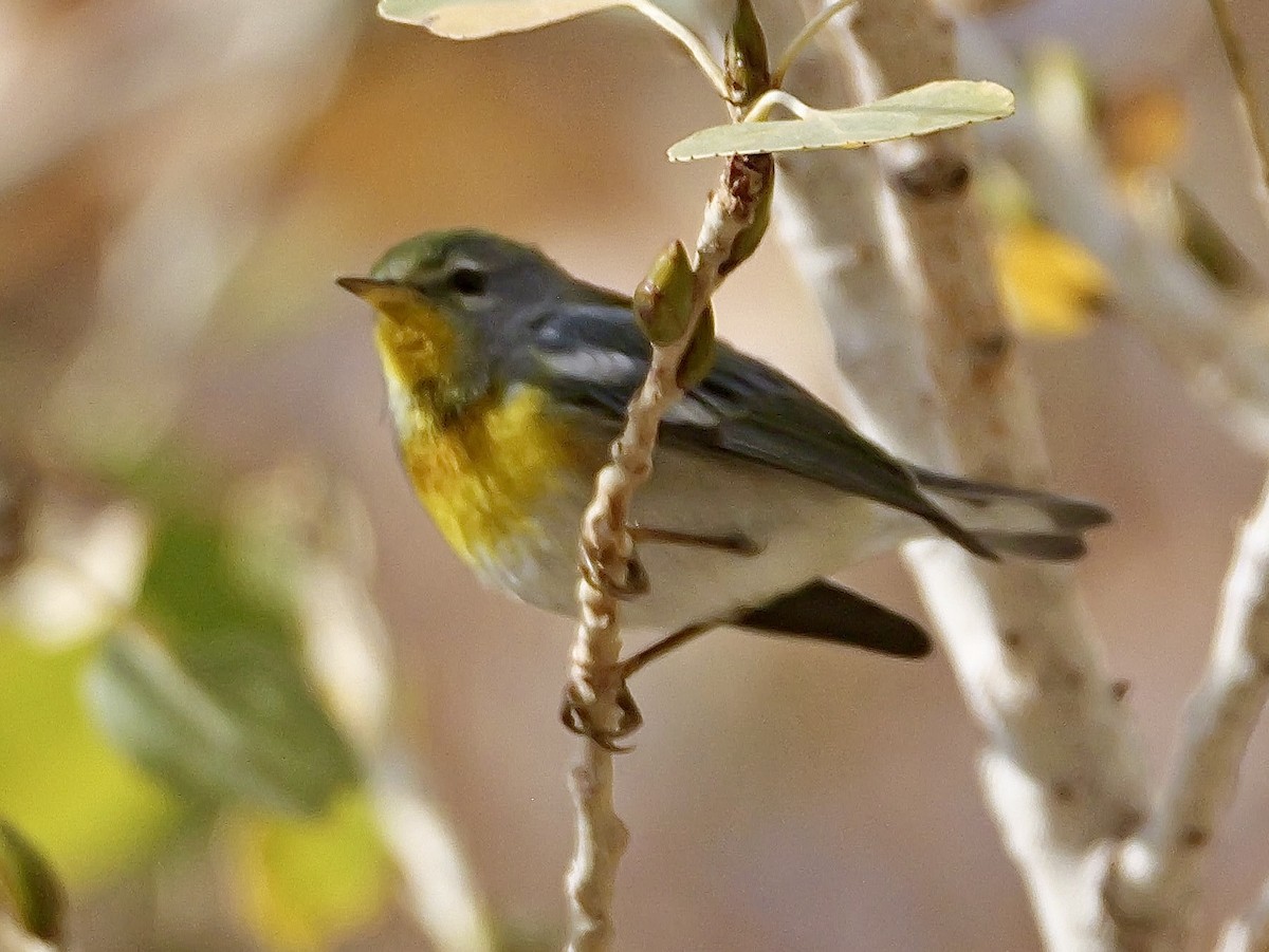 Очковая древесница - ML647325069