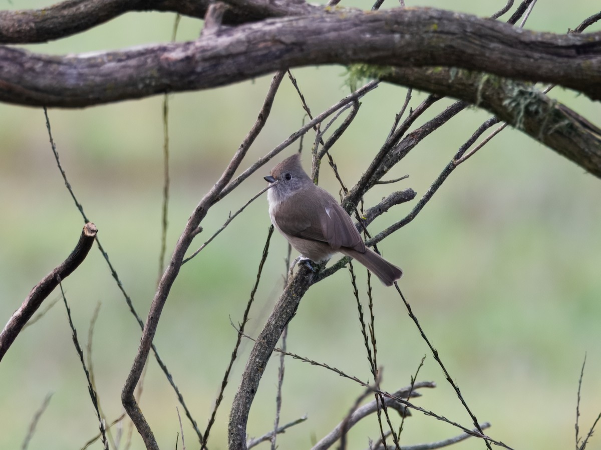 ハイエボシガラ - ML647325075