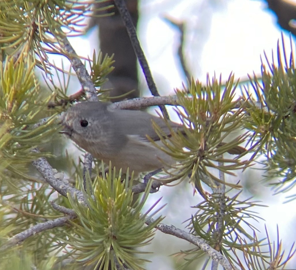 Juniper Titmouse - ML647325078