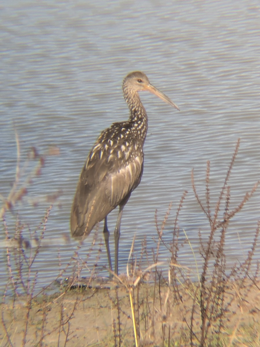 Limpkin - ML647325082