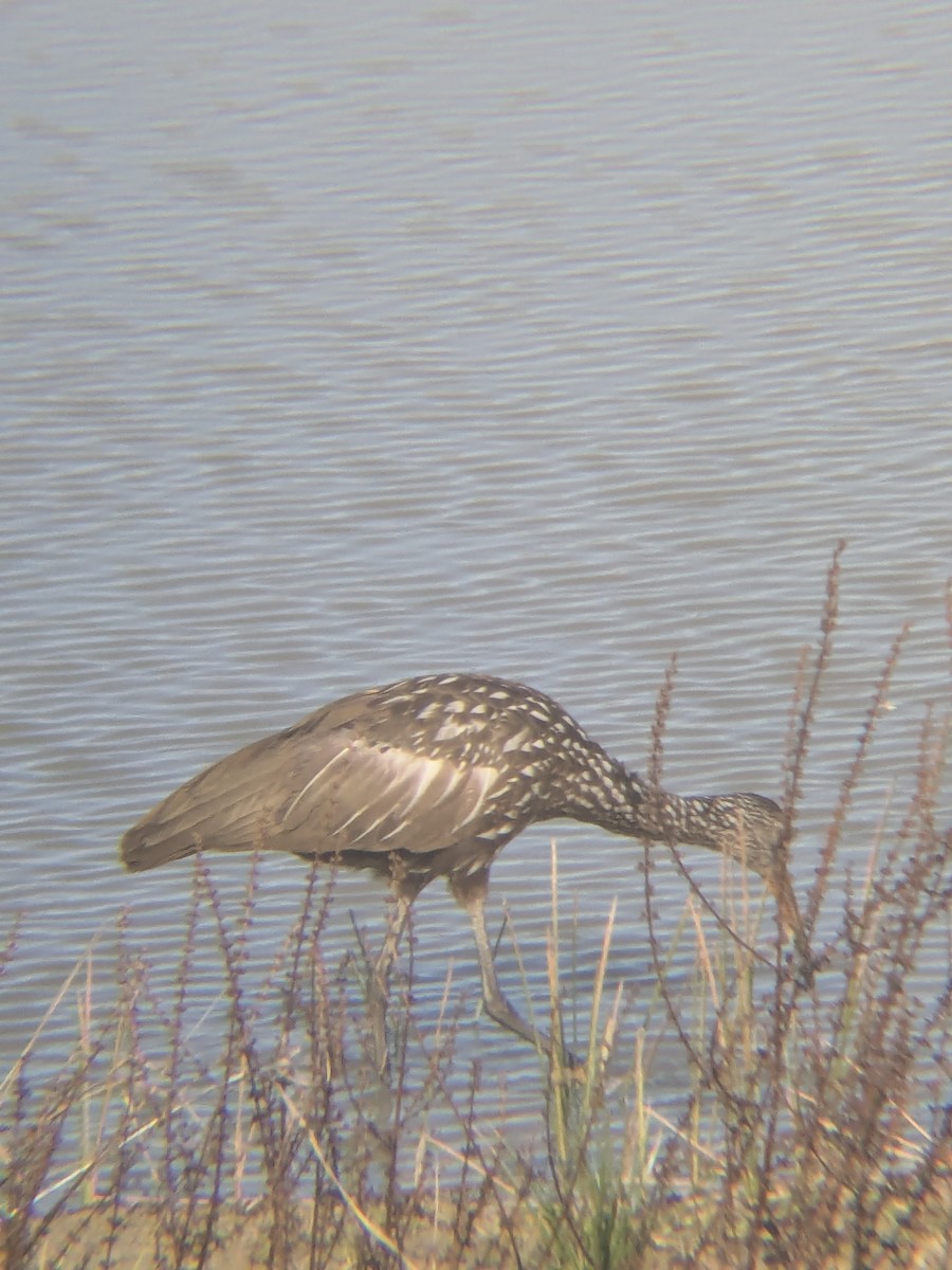 Limpkin - ML647325083