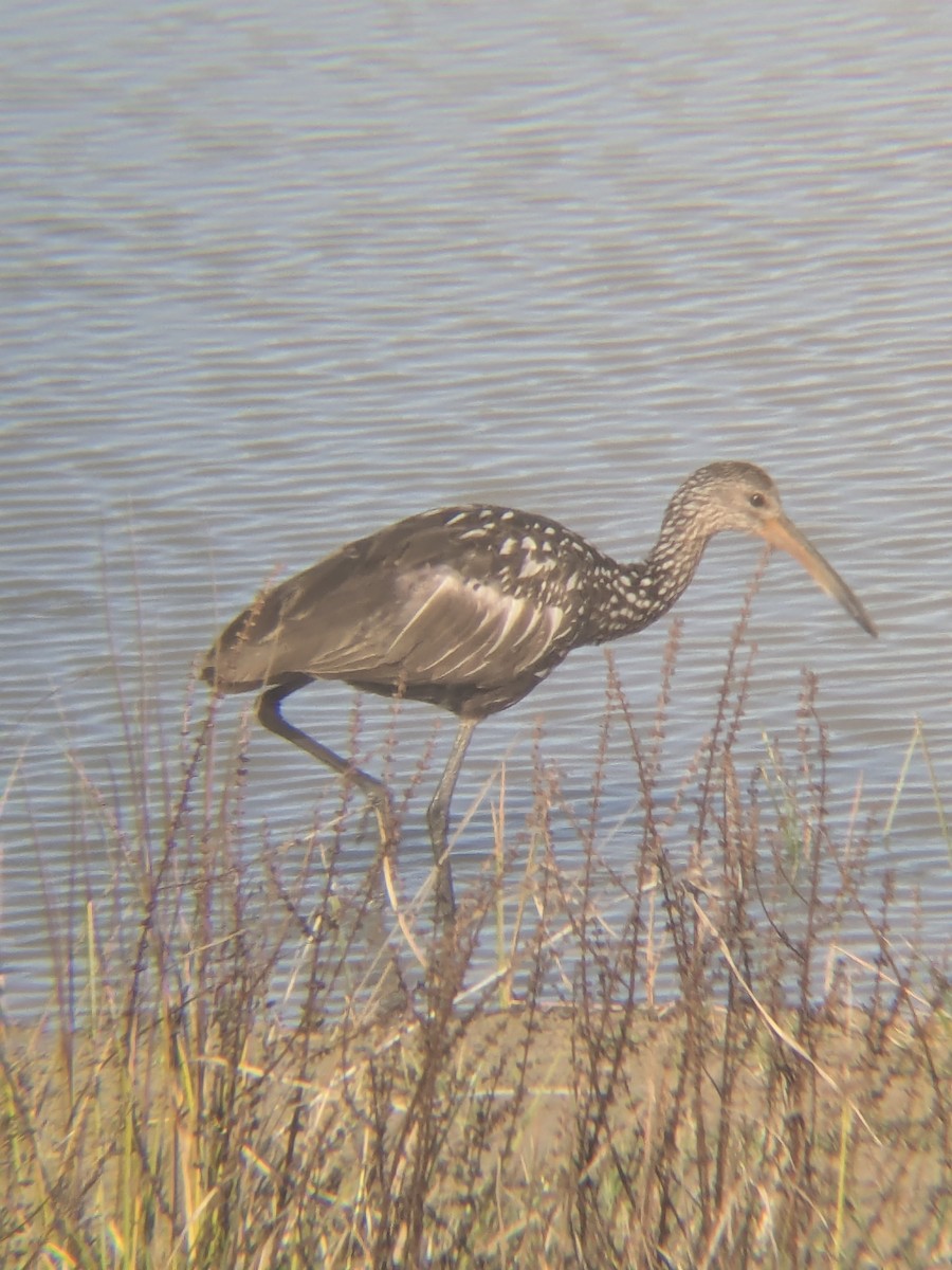 Limpkin - ML647325084