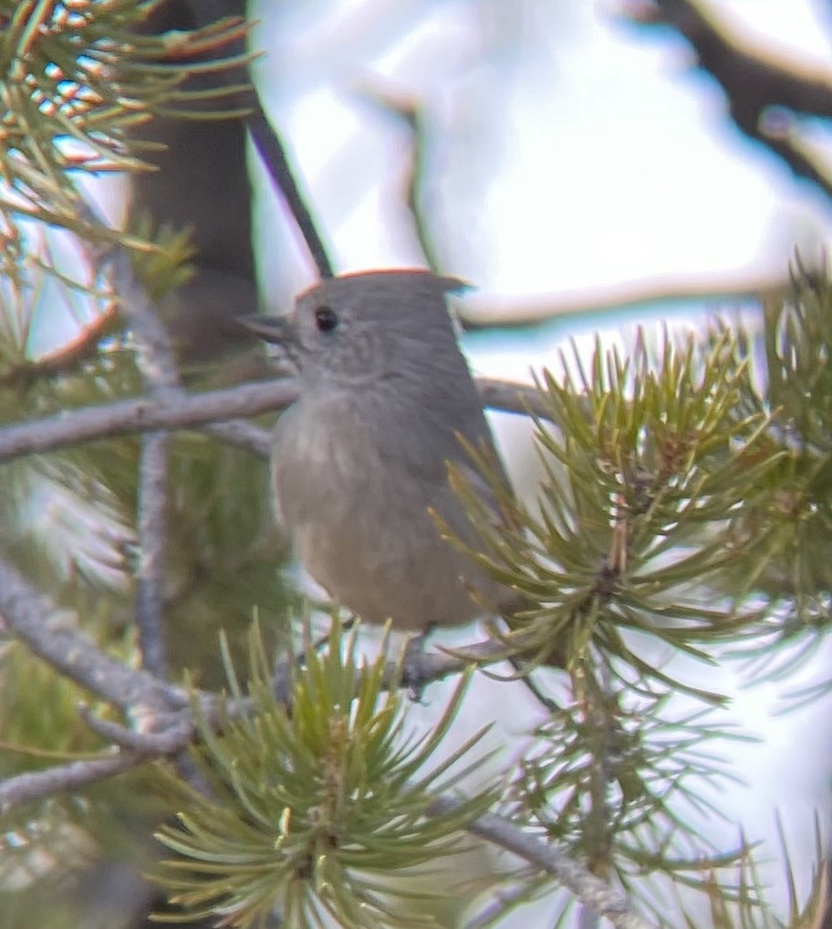 Juniper Titmouse - ML647325088