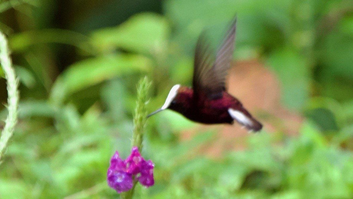 Snowcap - ML647325089