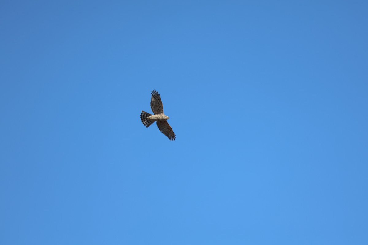 蒼鷹 - ML647325091