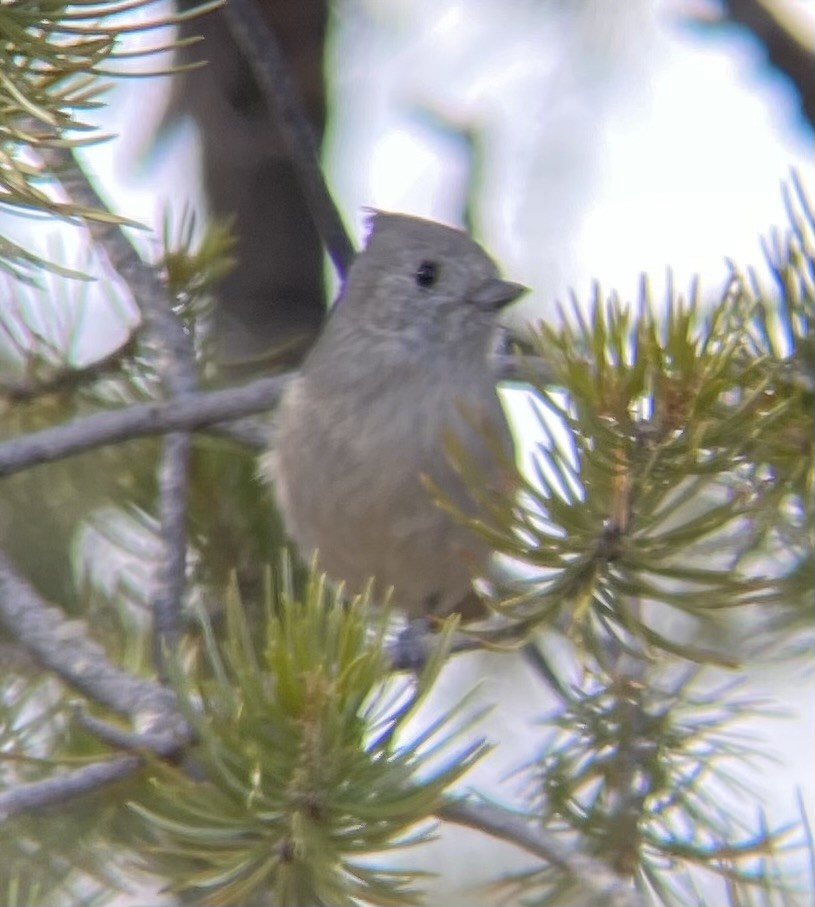 Juniper Titmouse - ML647325092