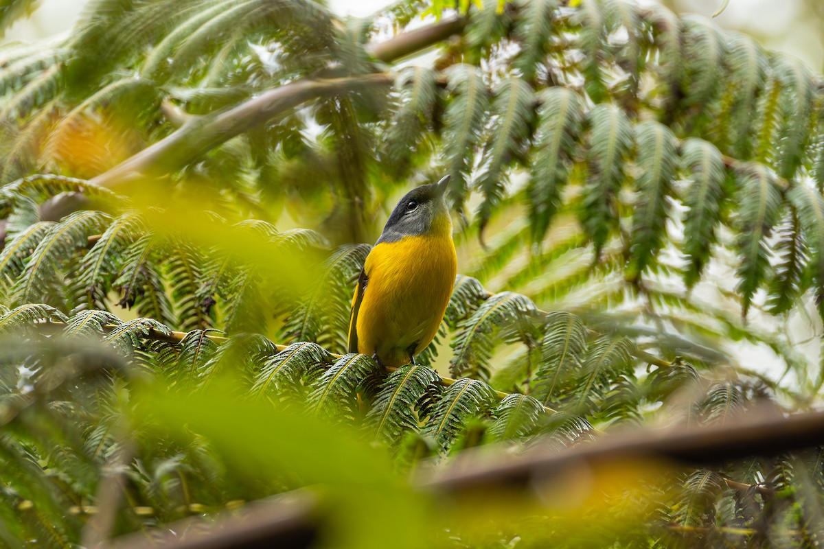 gråhakemønjefugl - ML647325093