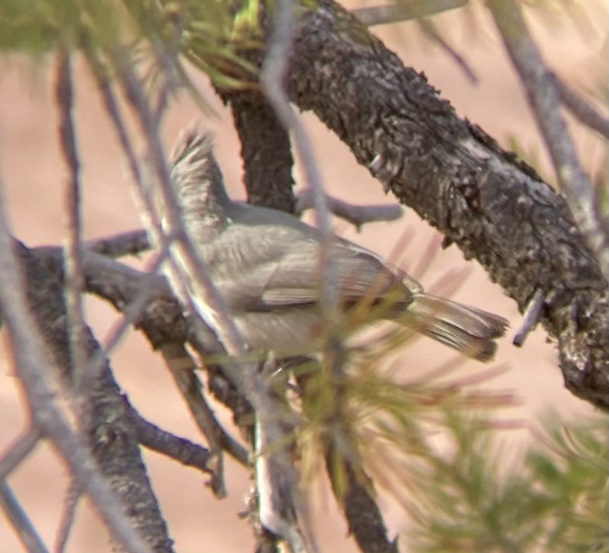 Juniper Titmouse - ML647325101