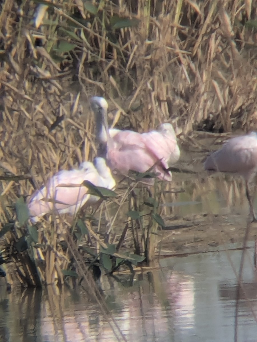 Roseate Spoonbill - ML647325117