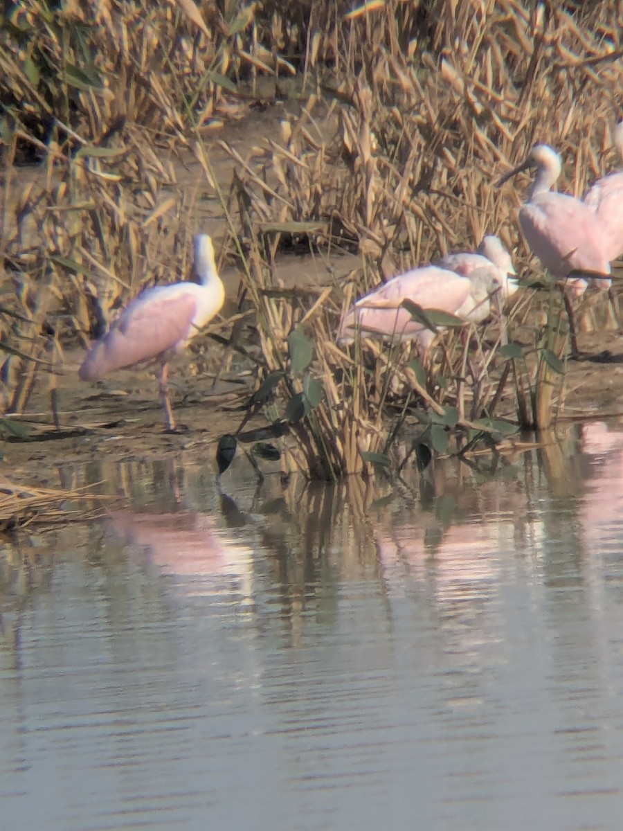 Roseate Spoonbill - ML647325119