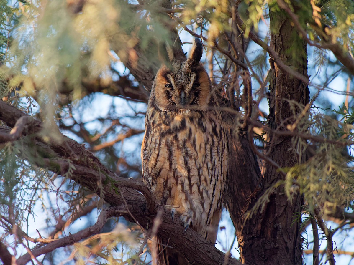 Long-eared Owl - ML647325124