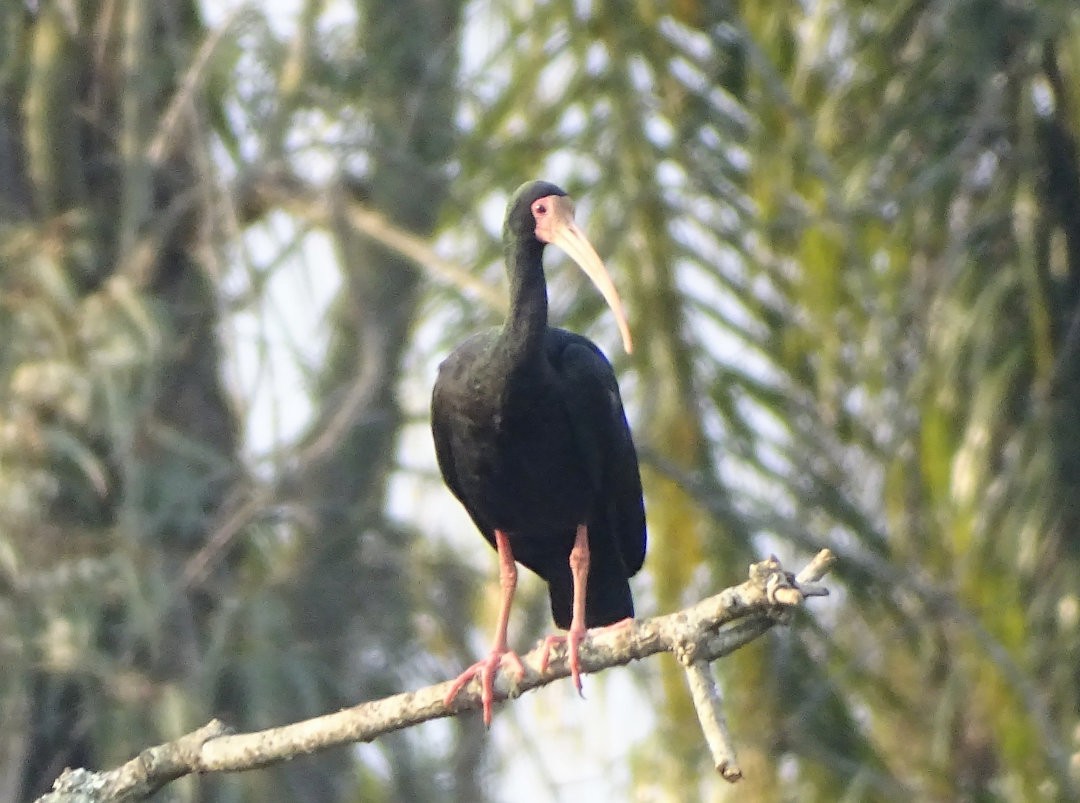 Bare-faced Ibis - ML647325127