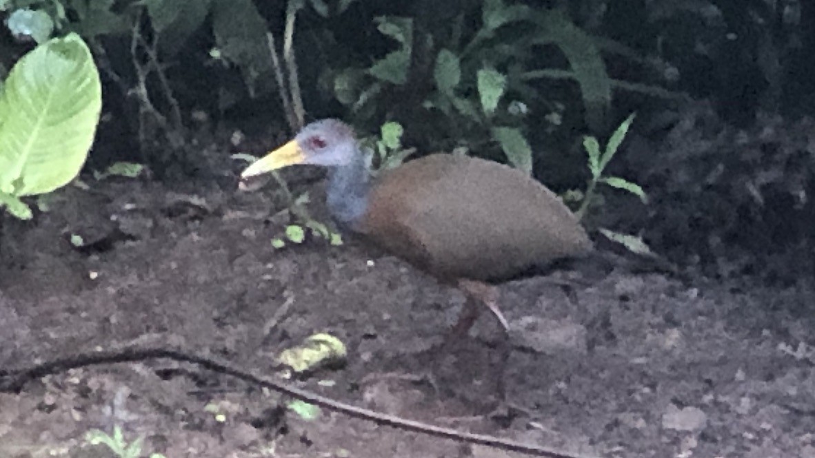 Russet-naped Wood-Rail - ML647325133