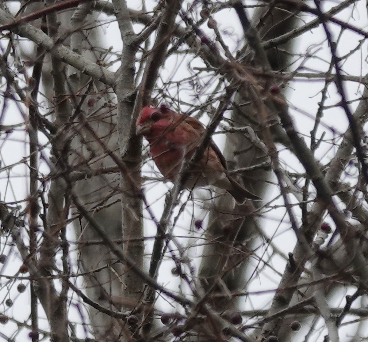 Purple Finch - ML647325139