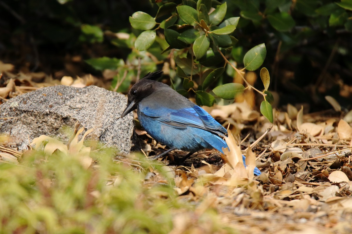 Steller's Jay - ML647325142