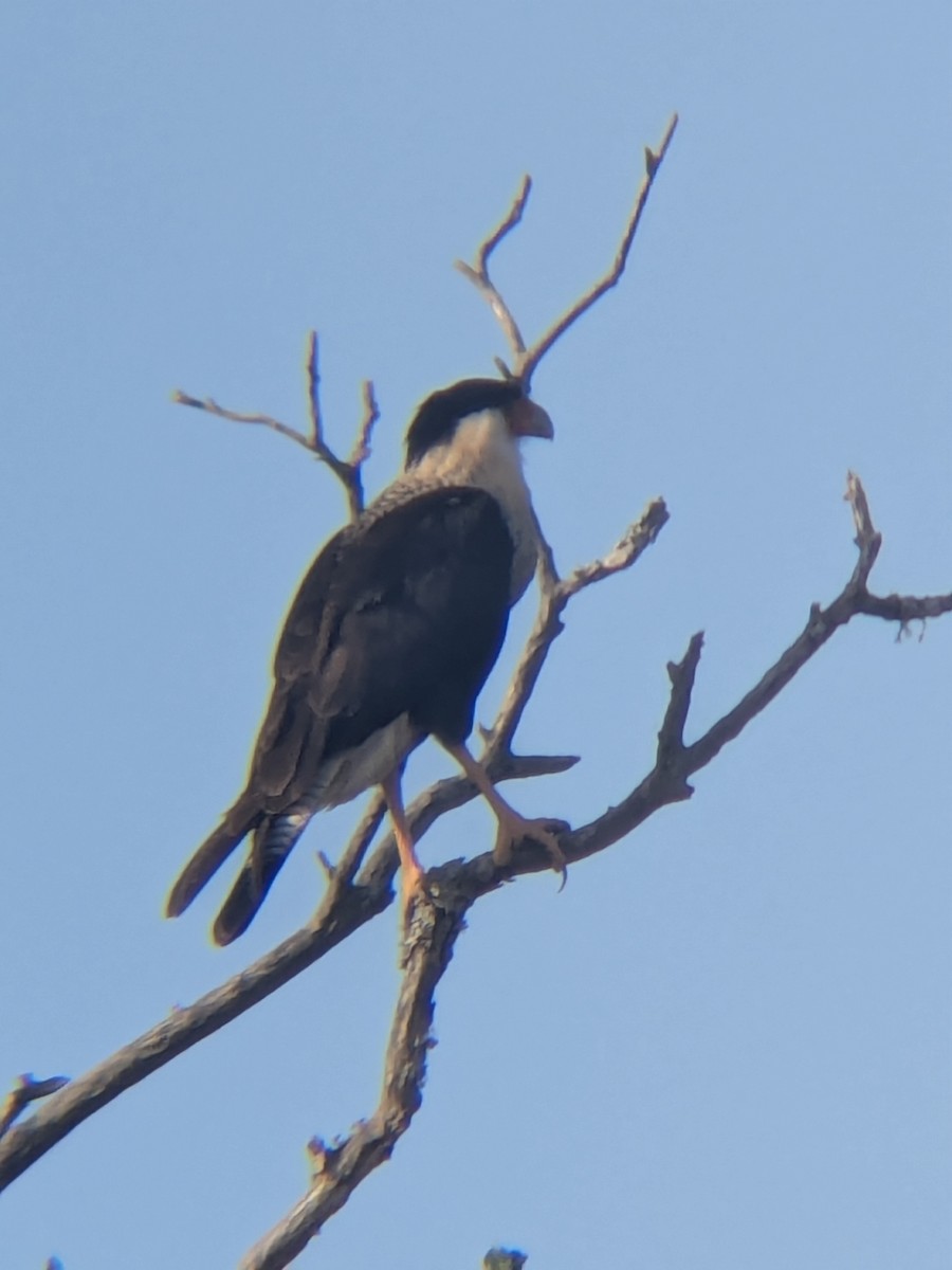 Crested Caracara - ML647325143