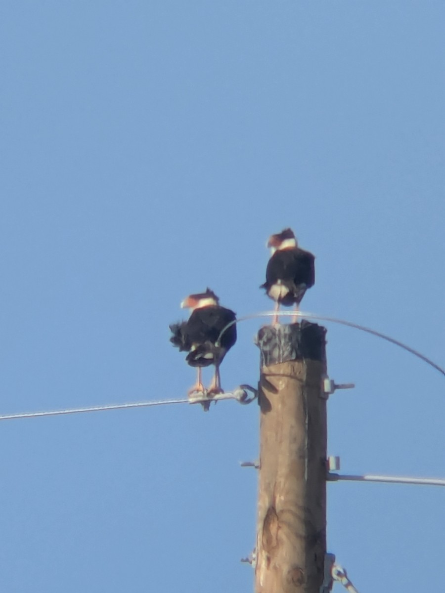 Crested Caracara - ML647325144