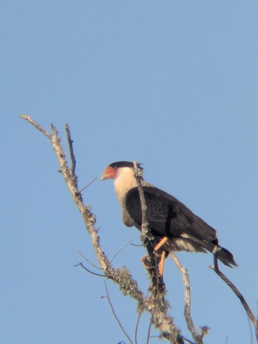 Crested Caracara - ML647325145