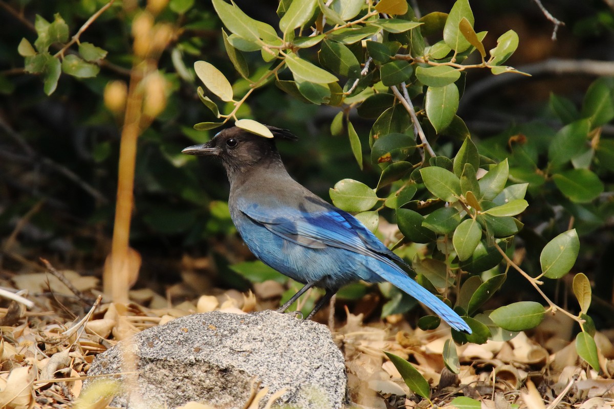 Steller's Jay - ML647325152