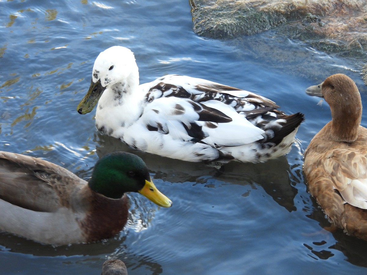 Anatra germanata - ML647325153