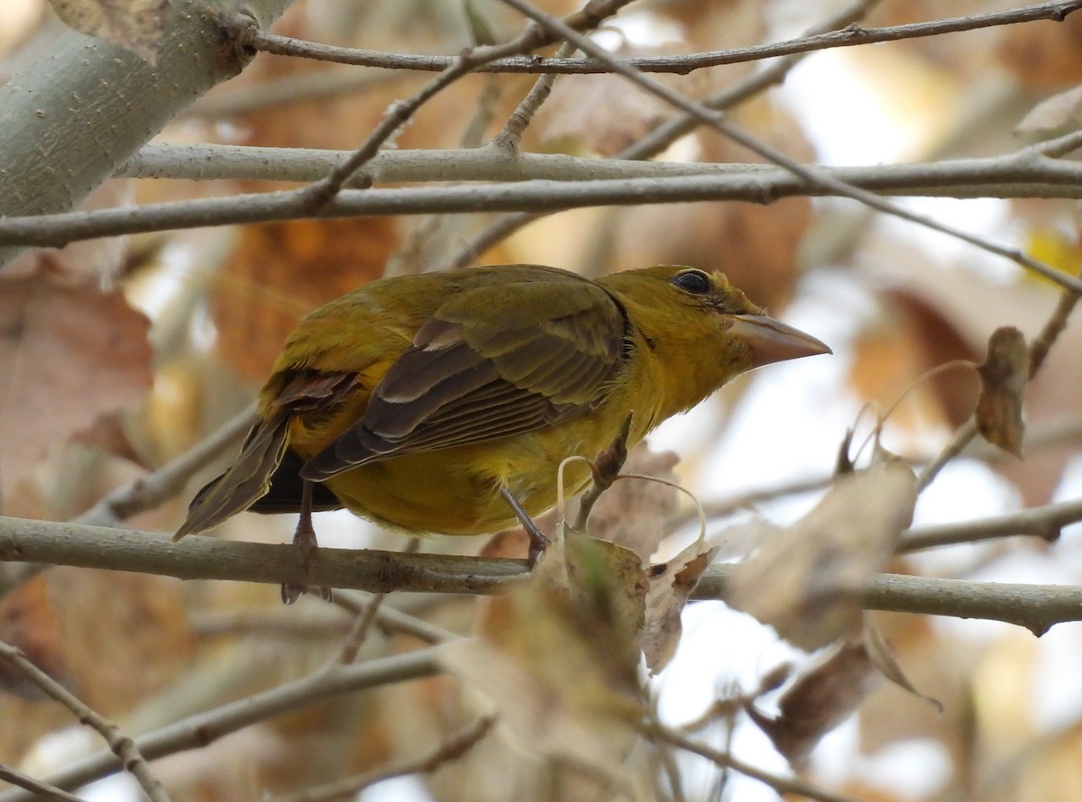 Summer Tanager - ML647325154