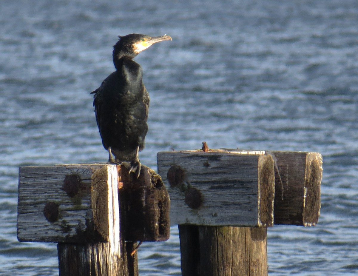 kormorán velký - ML647325157