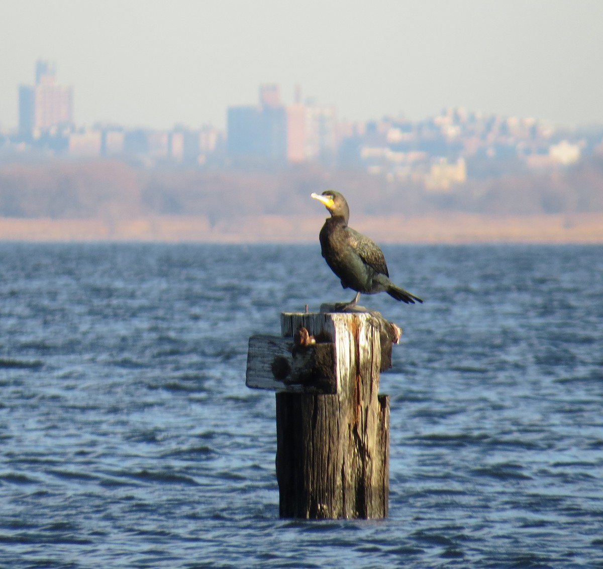 kormorán velký - ML647325158