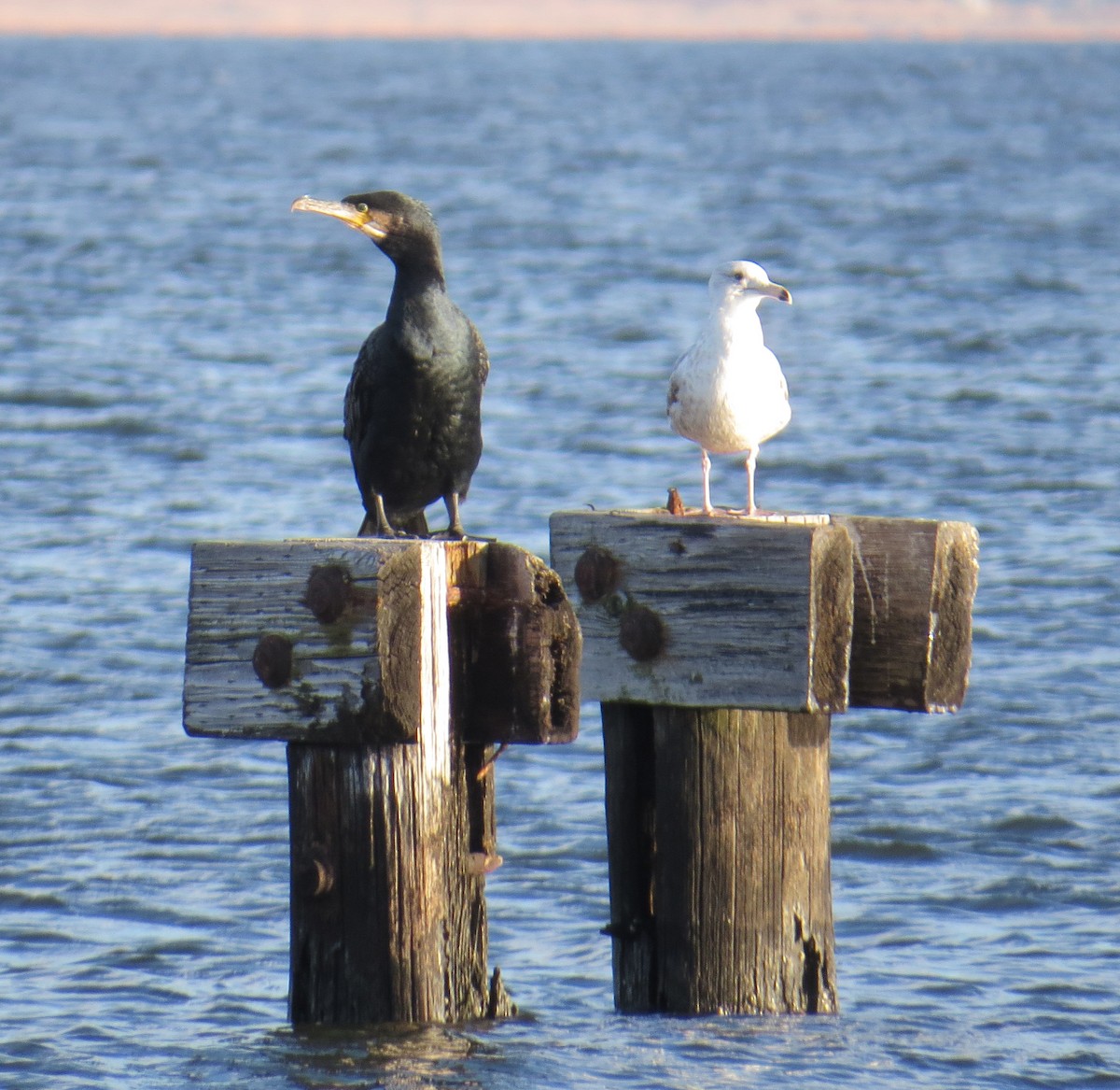 kormorán velký - ML647325159