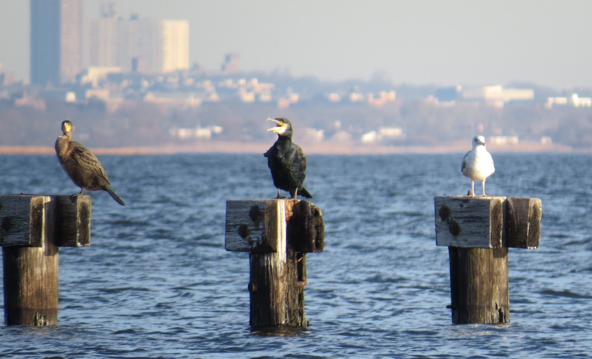 kormorán velký - ML647325160